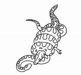 Coloring Anaconda Alligator Versus Crocodile Snake Coloringsky Bones Crack sketch template