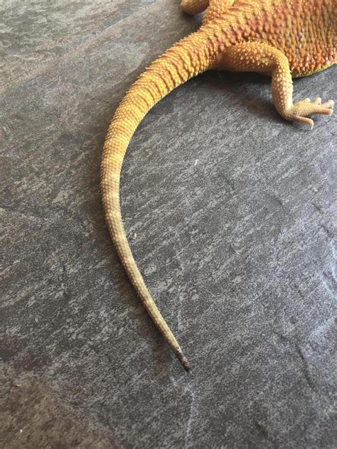 bearded dragons tail reptile forums