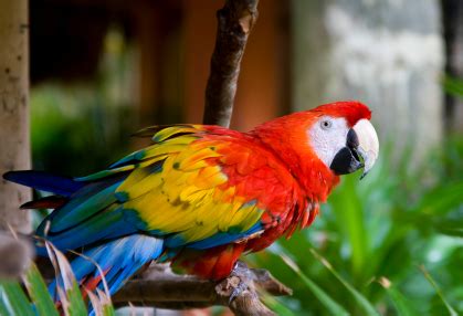 parrot  panting veterinarians talklocal blog talk local blog