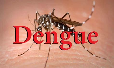 homeopathy offers   treatment  dengue dr thind