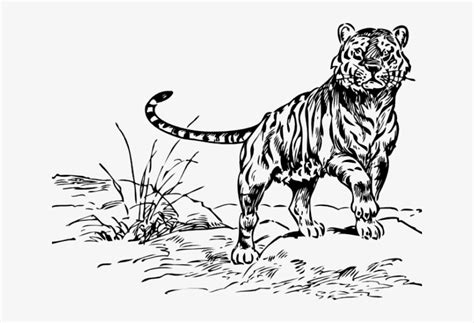 white tiger clipart drawable siberian tiger black  white png
