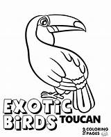 Coloring Toucan Color Birds Print Exotic sketch template