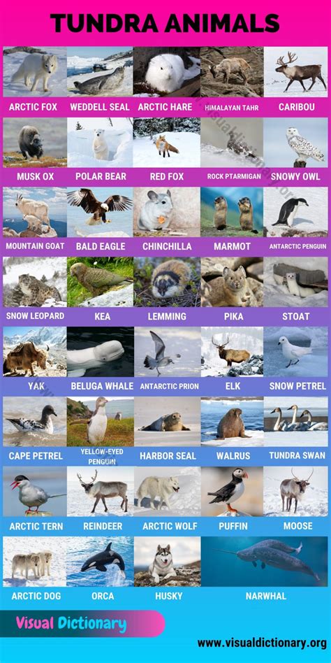 tundra animals helpful list   animals     tundra