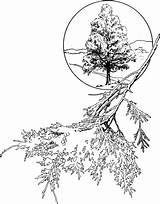 Cedar Red Eastern Juniper Coloring Drawing Pages Tree Trees Leaves Getdrawings Clipart Drawings sketch template