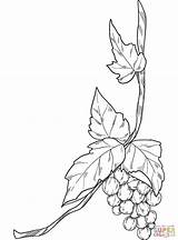 Coloring Grapevine Pages sketch template