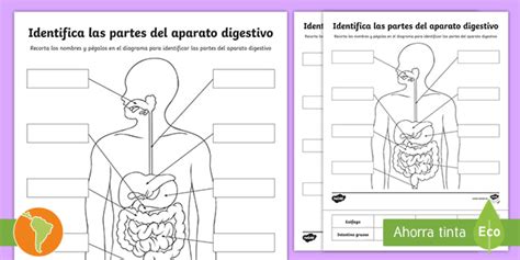 Ficha De Actividad El Sistema Digestivo Teacher Made