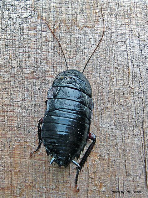 Phil Bendle Collection Cockroach Black Maoriblatta