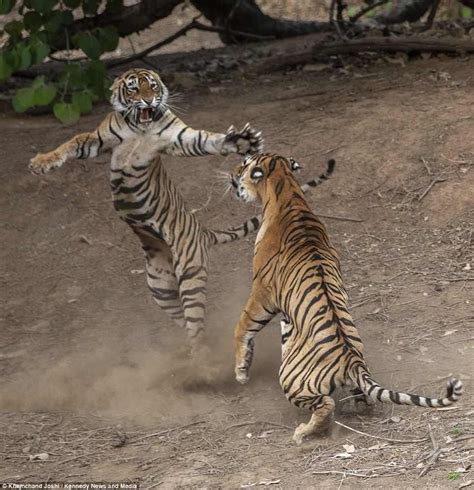 animals fighting video tiger
