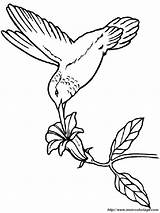 Colibri Aves sketch template