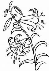Lily Coloring Pages Flowers sketch template