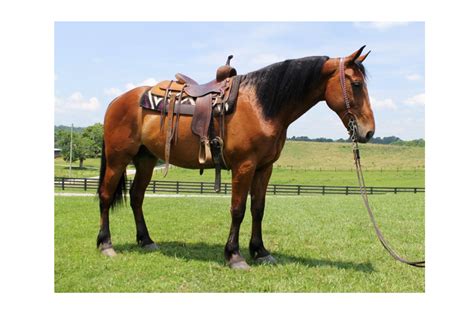 friesian sport horse archives platinum equine auction