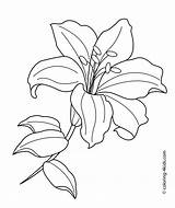 Coloring Pages Lily Flower Printable Kids Print Spring sketch template