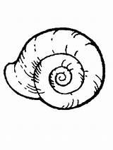 Snail Clam Coquillage Shells Mollusks Seashell Coloriage Coloriages Aquatic Clipartmag Colorier Clipground Bodied Shellfish sketch template