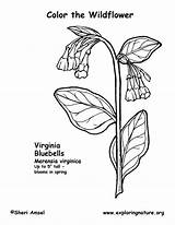 Virginia Coloring Bluebells Pages West Getcolorings Exploringnature sketch template