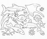 Animals Coloring Ocean Pages Aquatic Coloringbay sketch template
