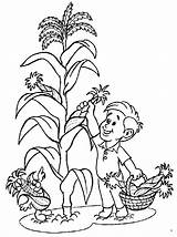 Maiz Plant Pflanze Clipart Maíz Imagui Ausmalbilder Niño Meio Ambiente Stalk Careers Coloringhome Krimpen Recoge sketch template