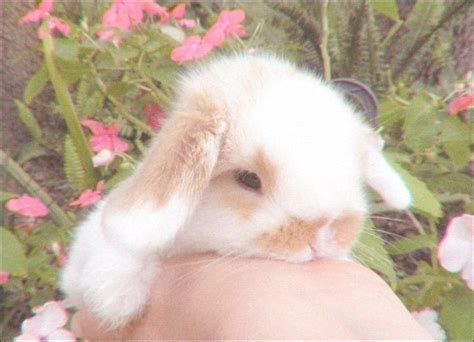 cute  animals bunnies aesthetic aesthetic bunny