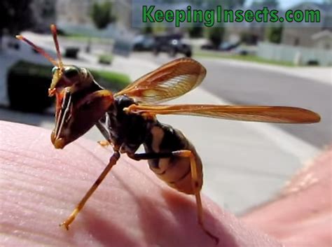 wasp    mantis   keeping insects