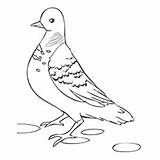Spotted Coloring Pigeon 230px 53kb Dove sketch template