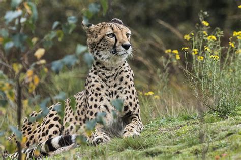 jachtluipaard cheetah  beekse bergen  de jachtlu flickr