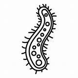 Amoeba Struttura Organelle Ectoplasm Contractile Microorganism Editable Iconfinder sketch template