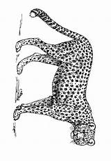 Cheetah Jachtluipaard Panter Leopardo Printable Boze Guepardo Ausmalbilder Hond Colorare Volwassen Gepard Mosaikkunst Mosaik Malbögen Bunte Malvorlagen Cheetahs Luchtballon Passeerde sketch template
