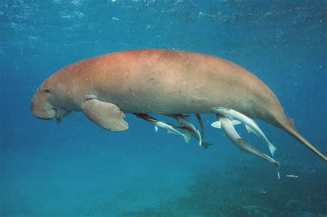 Best Time To See Dugong In Great Barrier Reef 2018 Rove Me