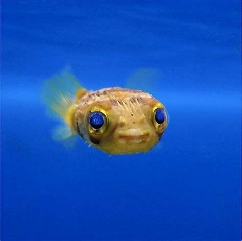 gallery  smiling adorable baby puffer fish   saltwater fish