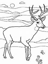 Deer Coloring Mule sketch template