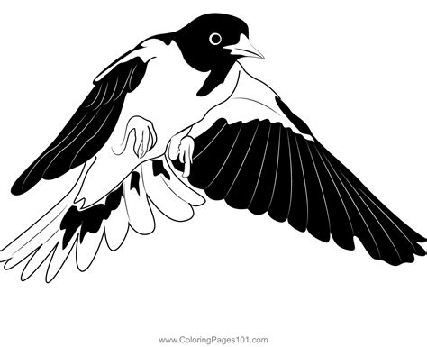 baltimore oriole flight shot coloring page  kids   world