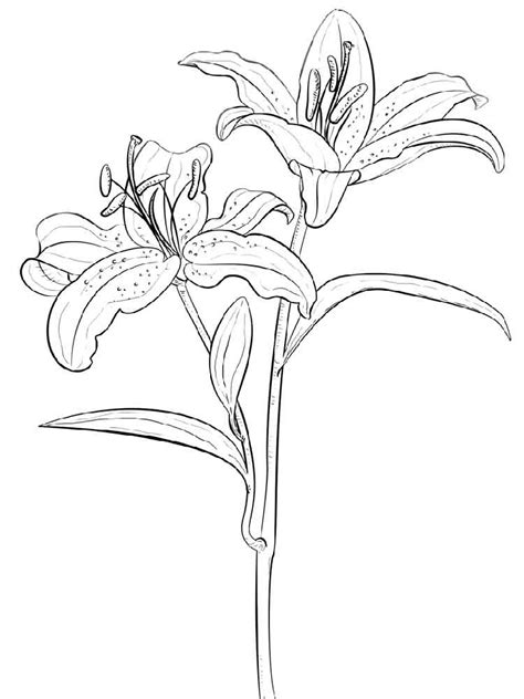 lily flower coloring pages  getcoloringscom  printable
