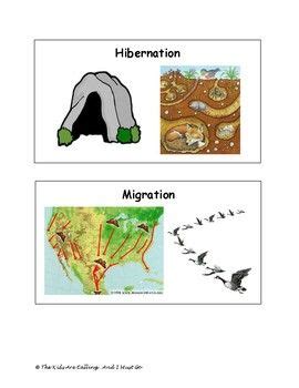 hibernation migration adaptation visual cards science crafts