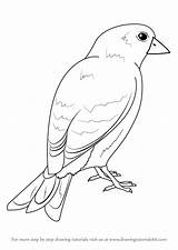 Goldfinch American Draw Drawing Step Birds Tutorials Drawingtutorials101 Animals sketch template