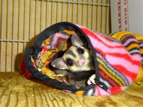 sugar glider babies strictly reptiles