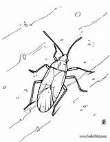 Coloring Pages Cockroach Insect Animal Grasshopper Animals 52kb Boys Getdrawings sketch template