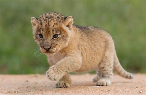 royalty  lion cub pictures images  stock  istock