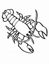 Lobster Coloring Pages Sea Drawing Crawfish Kids Crayfish Marine Colouring Animals Outline Animal Simple Clipart Cute Line Printable Ocean Color sketch template