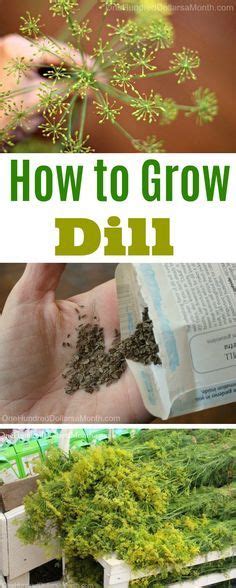 grow dill start  finish   dollars  month