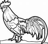 Rooster Realistic Coloringbay sketch template