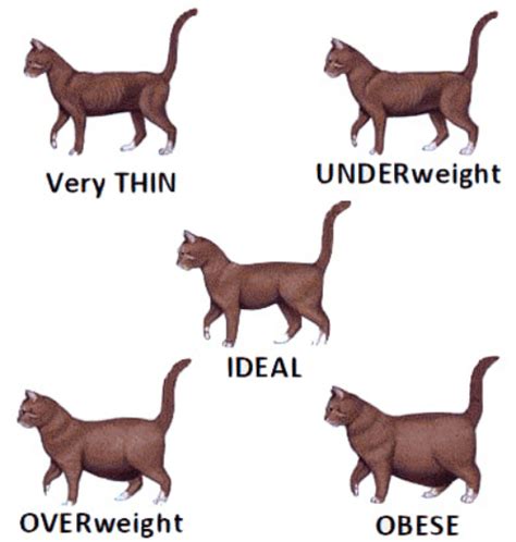 cat body weight chart