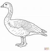 Goose Snow Coloring Designlooter Domestic Confusing Geese sketch template