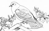 Pigeon Colorat Duif Imagini Bestcoloringpagesforkids Planse Porumbel sketch template