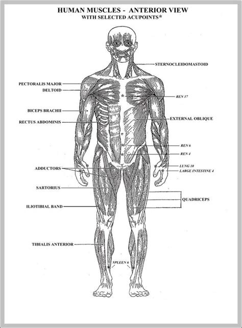 blank diagram   human body image anatomy system human body