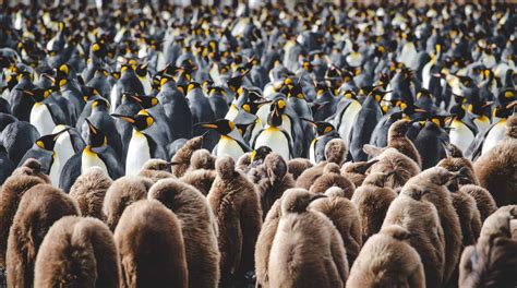 wo leben pinguine pinguinarten und lebensraum