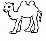 Camel Coloring Pages Printable Kids Animalplace sketch template