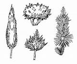 Drawing Yucca Plant Drawn Types Different Tree Hand Illustrations Vector Desert Stock sketch template