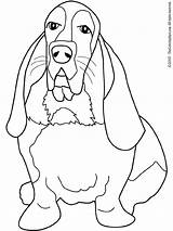 Basset Hound Coloring Pages Dog Beagle Dogs Bassett Coon Adults Book Printable Drawing Color Adult Schnauzer Miniature Books Getcolorings Print sketch template