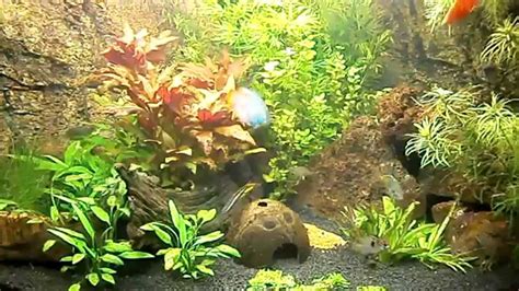 juwel trigon  liter aquarium youtube