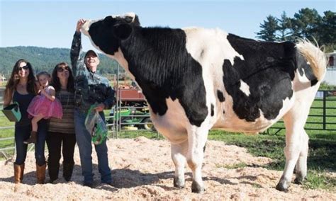 Watch Meet Danniel The Biggest Cow In The World