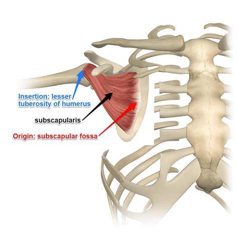 subscapularis muscle anatomy origin insertion  exercises